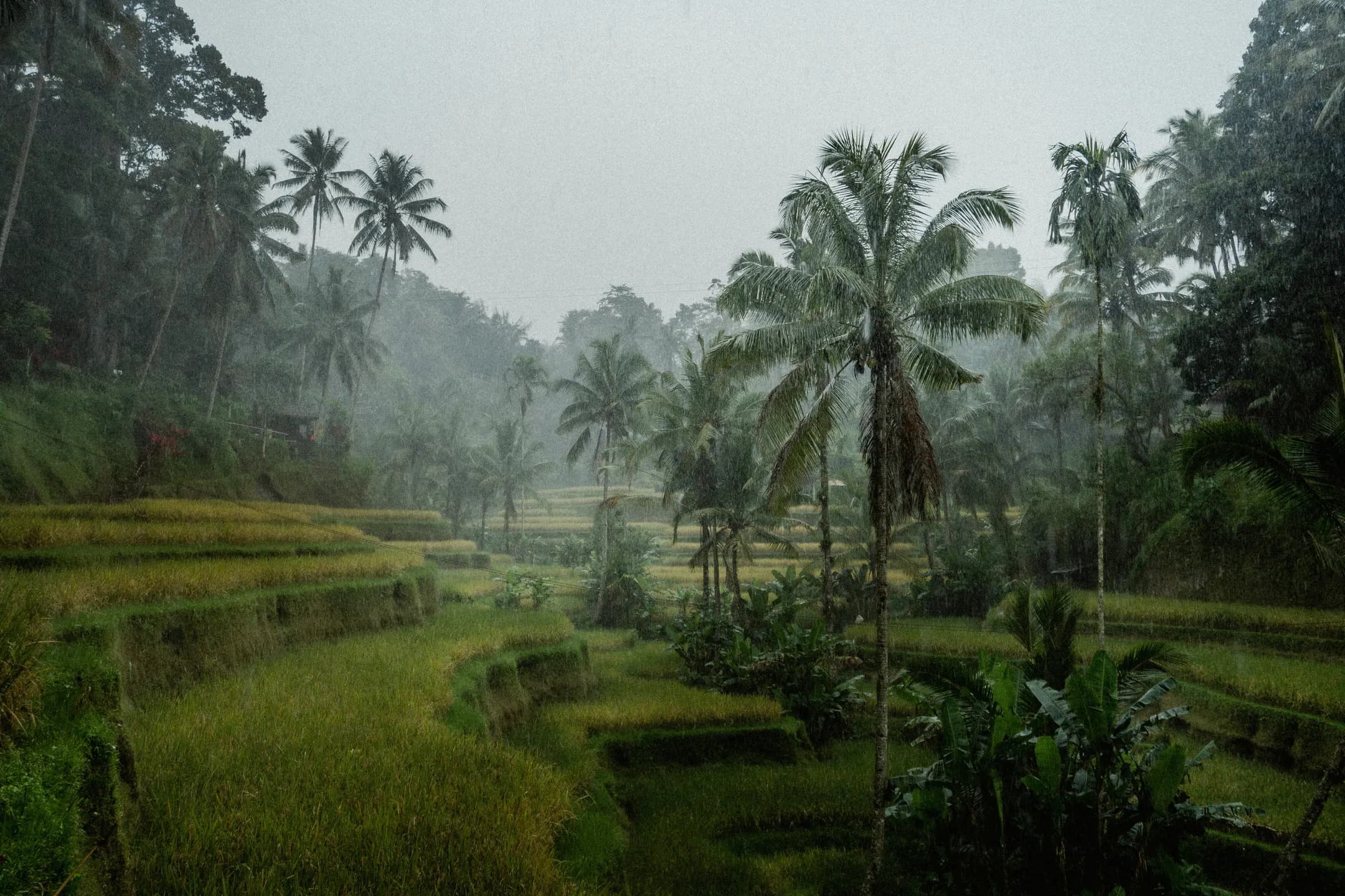 bali rain